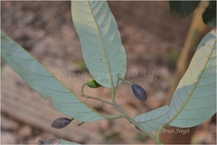 Cryptocarya amygdalina